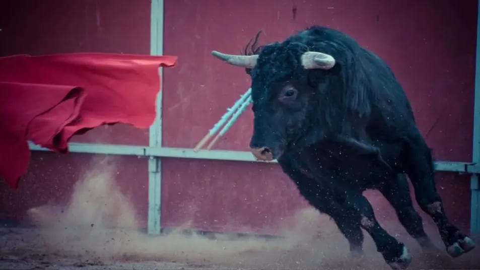 Vallée du Rhône : l’association FUTUR dévoile les conditions de mise à mort « cruelles » dans une école taurine