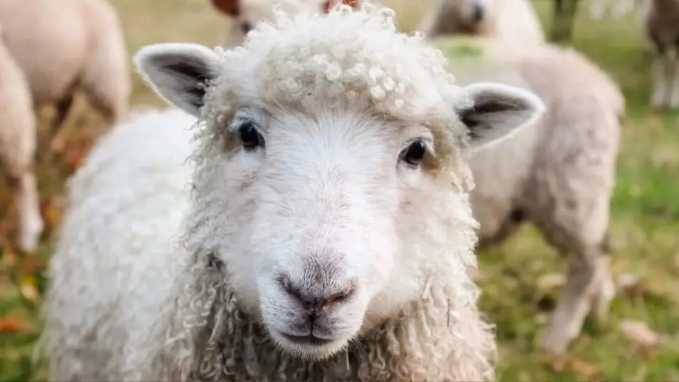 Hérault : fièvre catarrhale ovine et maladie hémorragique épizootique, le préfet fait le point