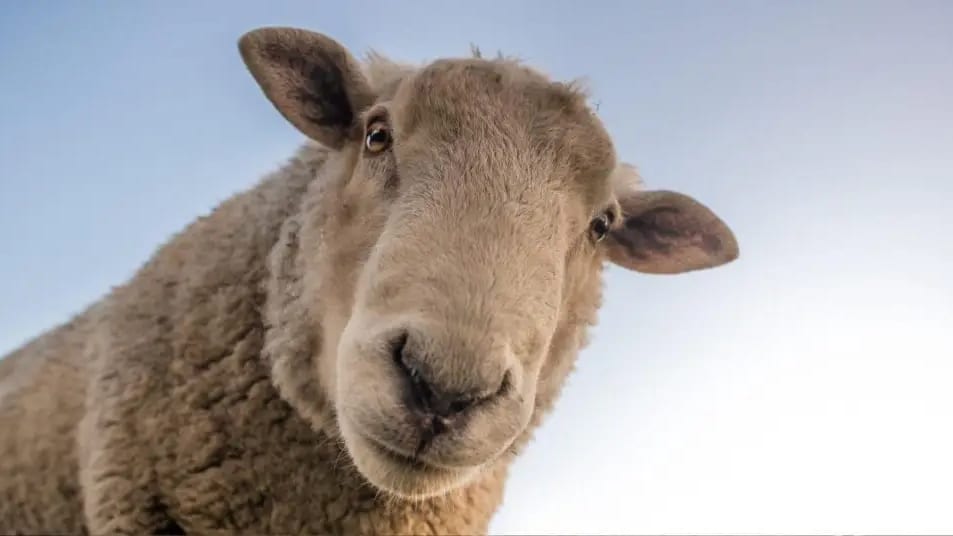 Pyrénées-Orientales : une aide financière pour les exploitations touchées par la fièvre catarrhale ovine