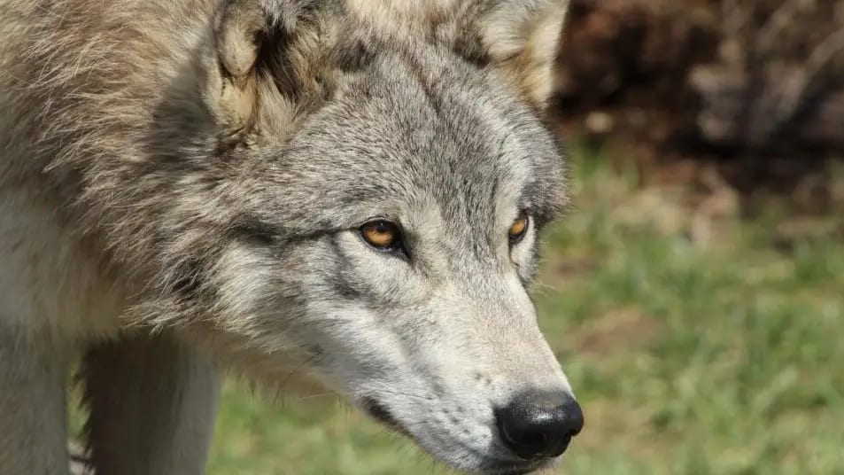 Hérault : loups sur le territoire, quelles solutions ?