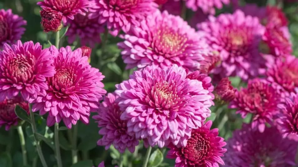 Toussaint : les chrysanthèmes, une tradition qui se perd ?