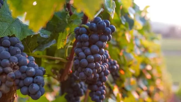 Gard : arrachage des vignes, le dispositif ouvre ce mardi 15 octobre