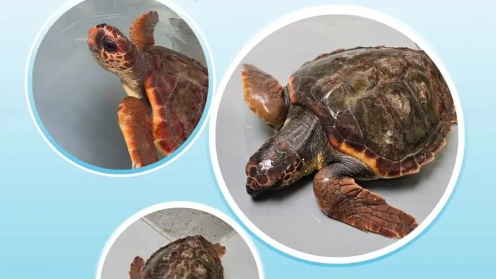 Gard : une nouvelle tortue caouanne rejoint le centre de soins CestMed