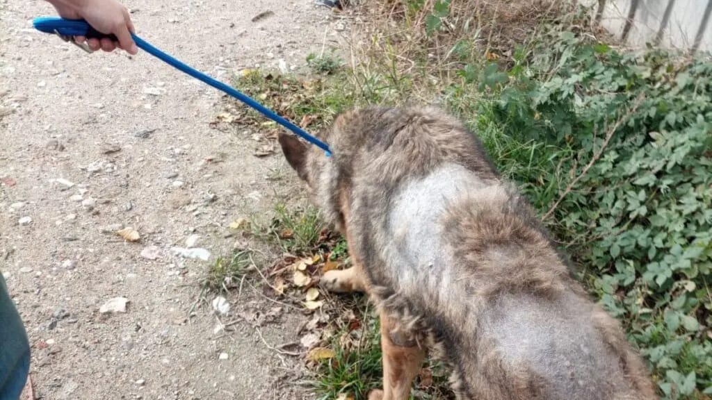 Pyrénées-Orientales : attaché depuis des années, un chien servait d’alarme