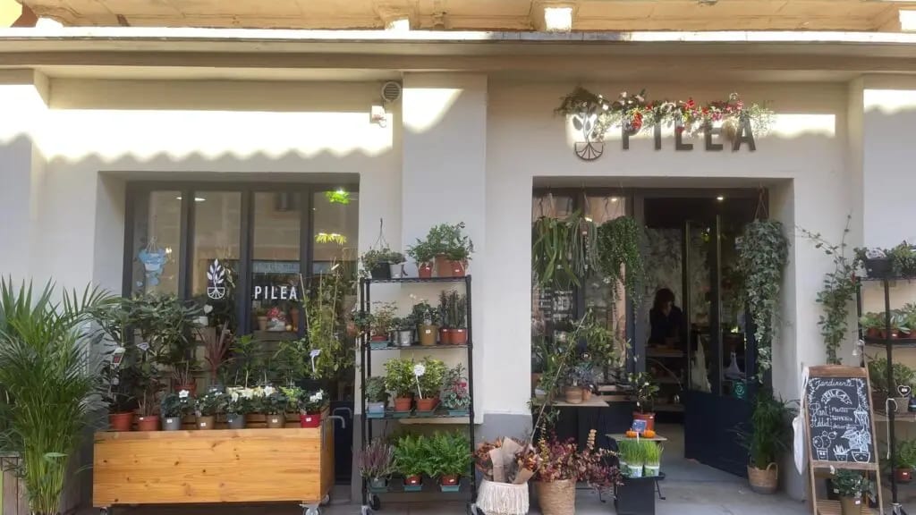 Montpellier : PILEA, une jardinerie urbaine pour « reproduire la nature dans sa maison »