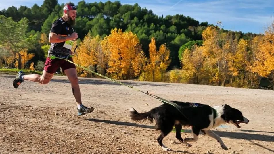 Hérault : les Foulées de la Solidarité, une course caritative ouverte à tous, même aux chiens