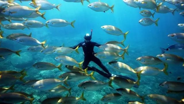 Réserve Naturelle Marine de Cerbère-Banyuls / Photo : D.Fioramonti