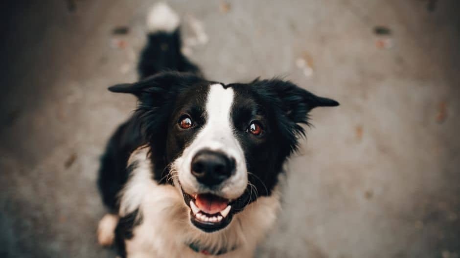 Gard : l’Association de protection des animaux de Saint-Gilles a besoin de vous