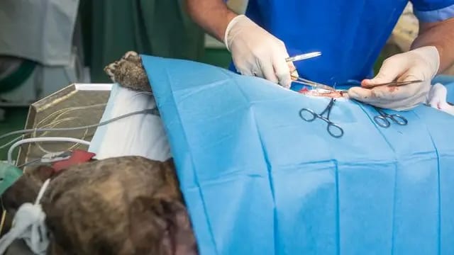 À Alès dans le Gard, un homme tire sur les chiens de son voisin, un animal euthanasié