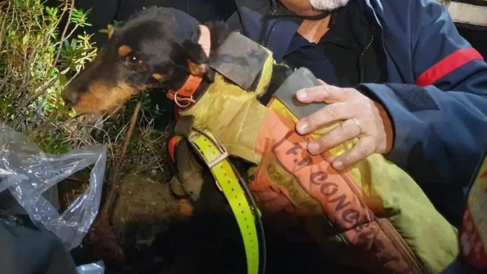 Pyrénées-Orientales : les pompiers sauvent un chien pris au piège 72 heures dans une cavité