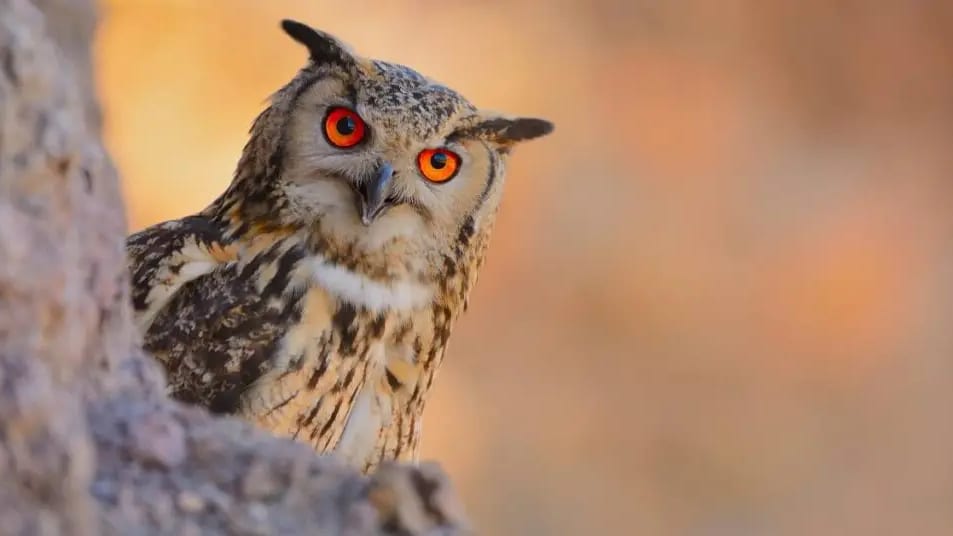 Lot : les pompiers sauvent un hibou grand-duc pris au piège dans une cheminée