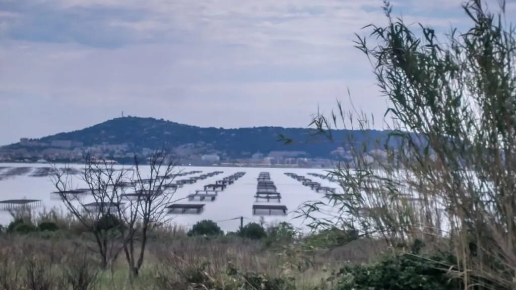 À quelques jour de Noël, les parcs à huîtres de l'étang de Thau sous très haute surveillance