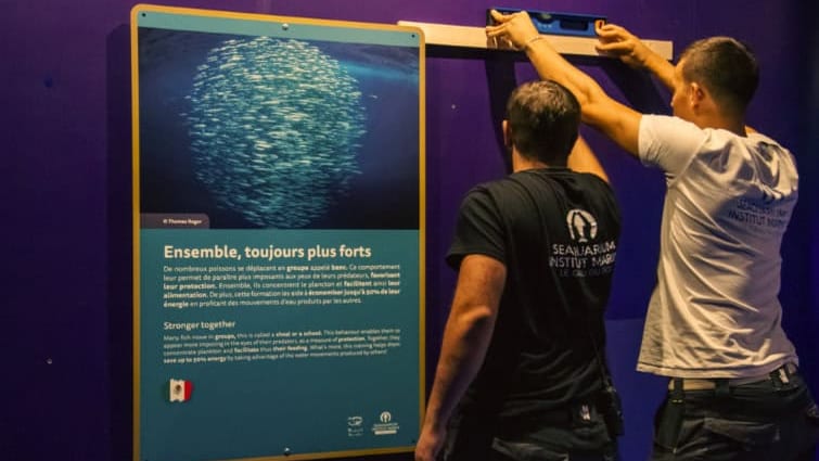 Gard : découvrir la « Grandeur inestimée » des poissons bleus au Seaquarium du Grau-du-Roi