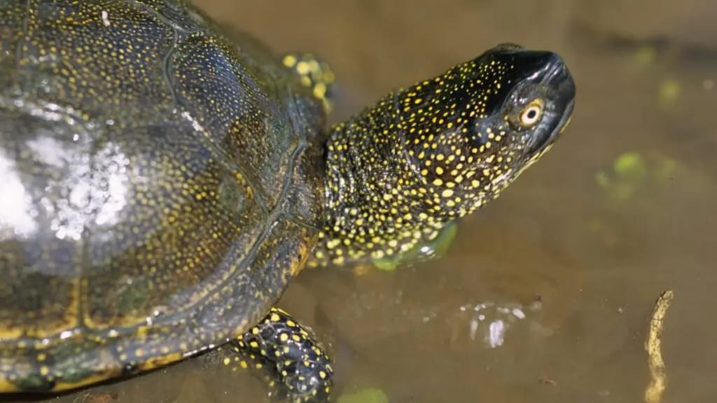 Gers : une « zone de quiétude » pour préserver la tortue Cistude d’Europe