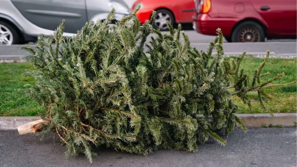 Nîmes Métropole : où jeter votre sapin de Noël ?