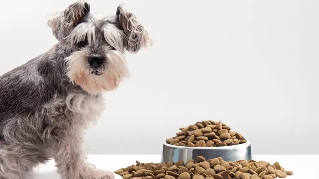 Salmonelle : rappel massif de croquettes pour chiens et chats, une vingtaine de références concernées