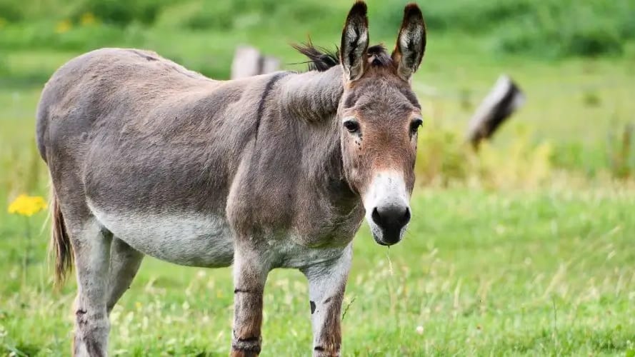 Gard : un âne meurt après avoir mangé du pain, une cagnotte ouverte