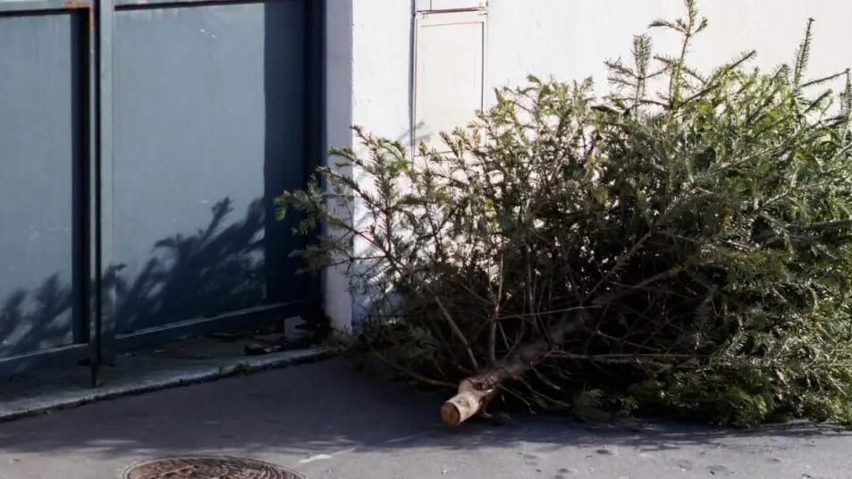 Hérault : où déposer son sapin de Noël à Sète ?