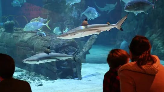 Grau-du-Roi : le Seaquarium ferme ses portes un mois
