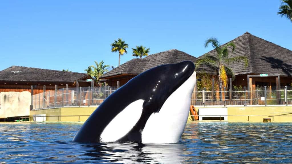 Animaux : le parc aquatique Marineland annonce sa fermeture définitive