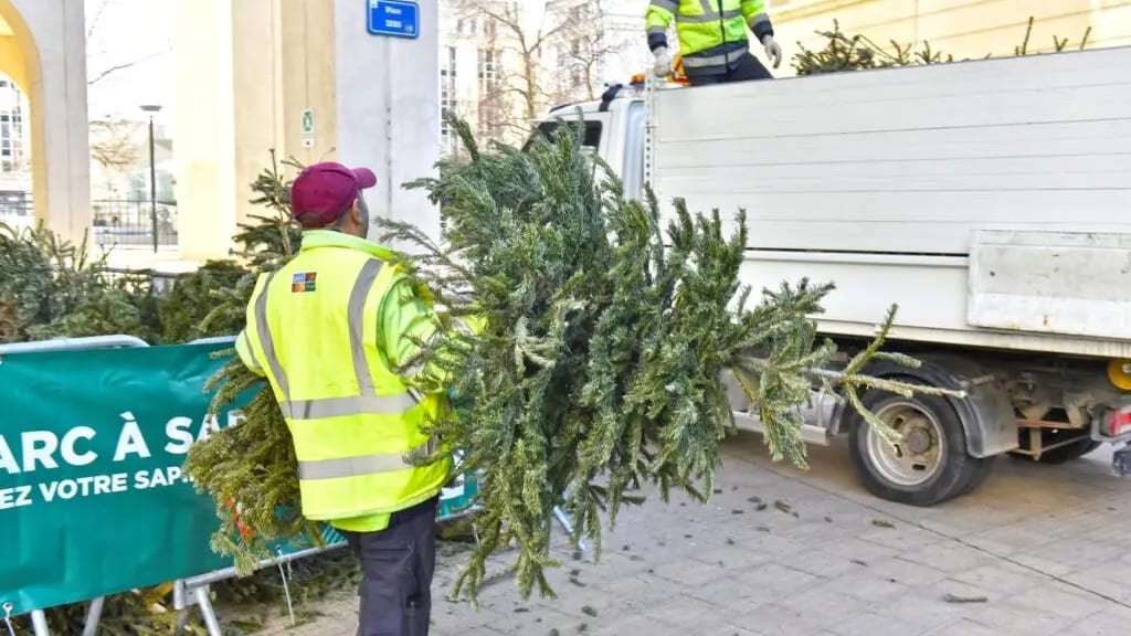 Montpellier : 74 parcs à sapins pour donner une seconde vie à son arbre de Noël