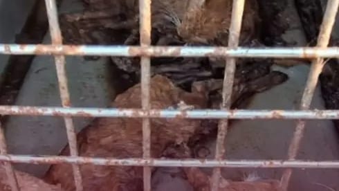 Gard : « cadavres de chats », « chiens entassés », un « sanctuaire de l’horreur » découvert