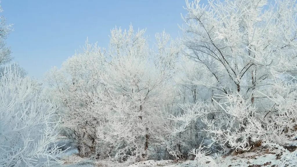 gelées météo