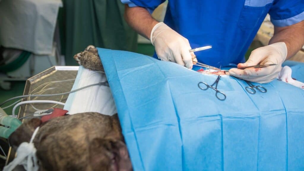 Hérault : des cas d’empoisonnement mortel touchent des animaux dans plusieurs communes