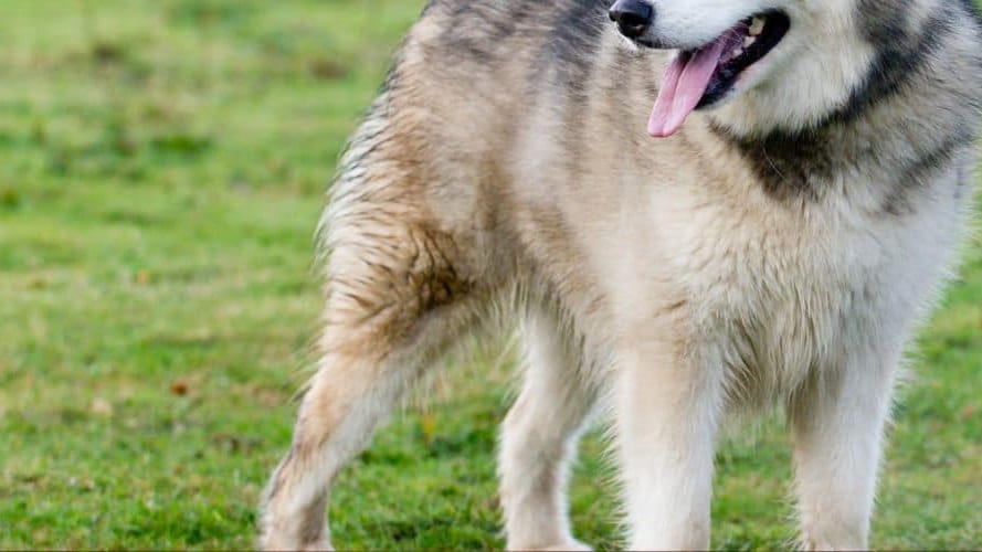 Animaux : 5 chiens euthanasiés après avoir tué un enfant