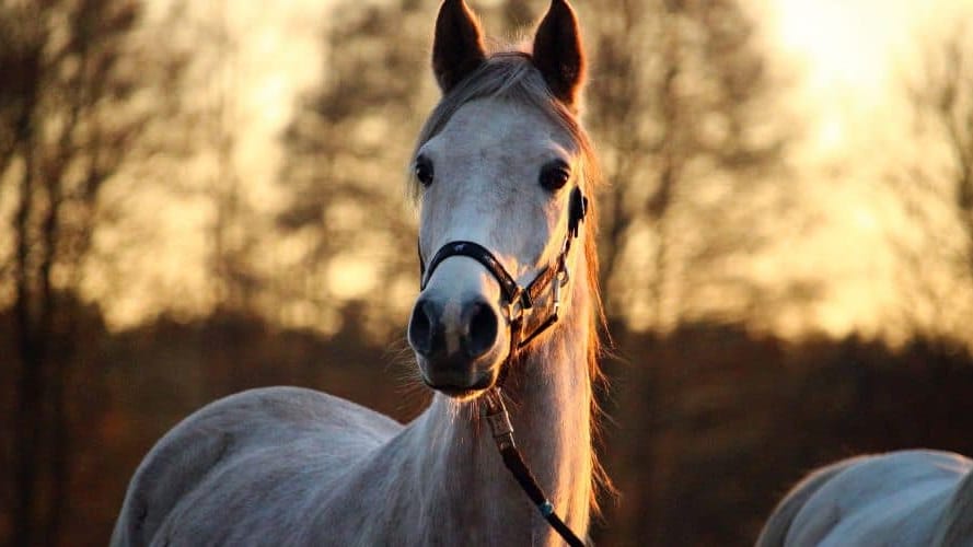 Hérault : One Voice porte plainte « au nom des animaux tués à Gigean »
