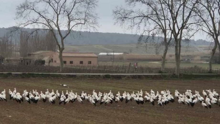 Hérault : les cigognes sont de passage du côté de Plaissan