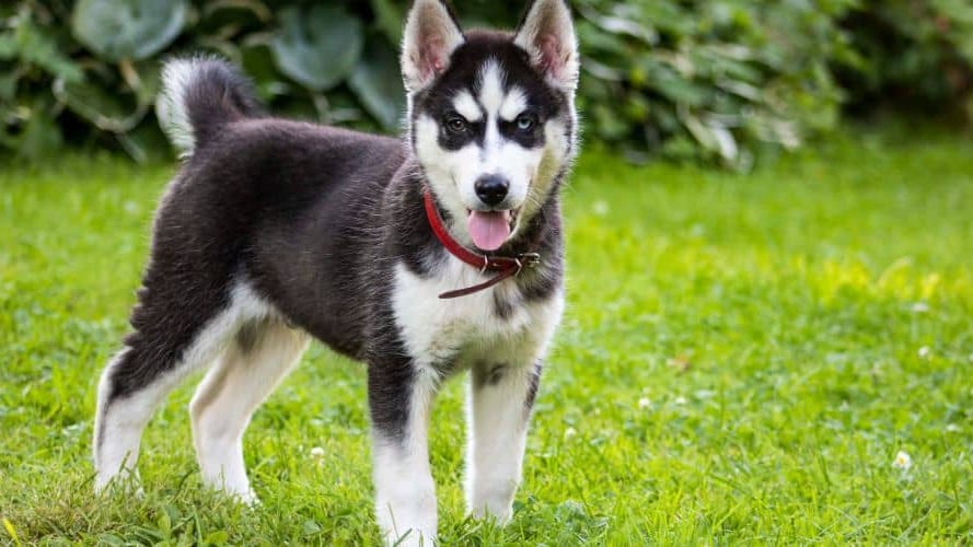 Montpellier : il menace un propriétaire de chiot de le « planter » avec un couteau