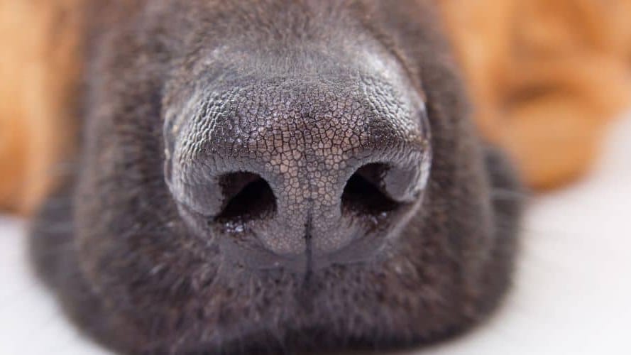 Occitanie : les races de chiens les plus populaires en 2024