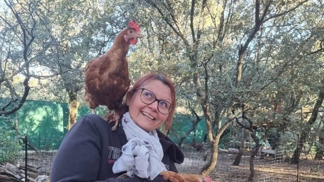 Gard : une association sauve les poules de l’abattoir pour les faire adopter