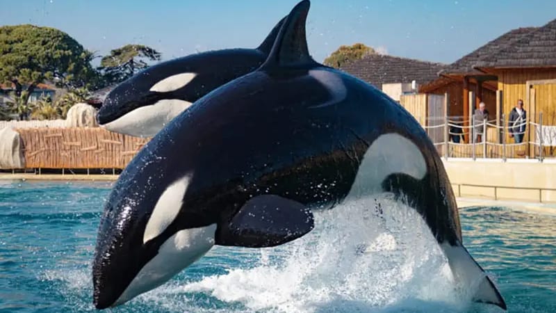 Fermeture de Marineland : quel avenir pour les 4000 animaux ?