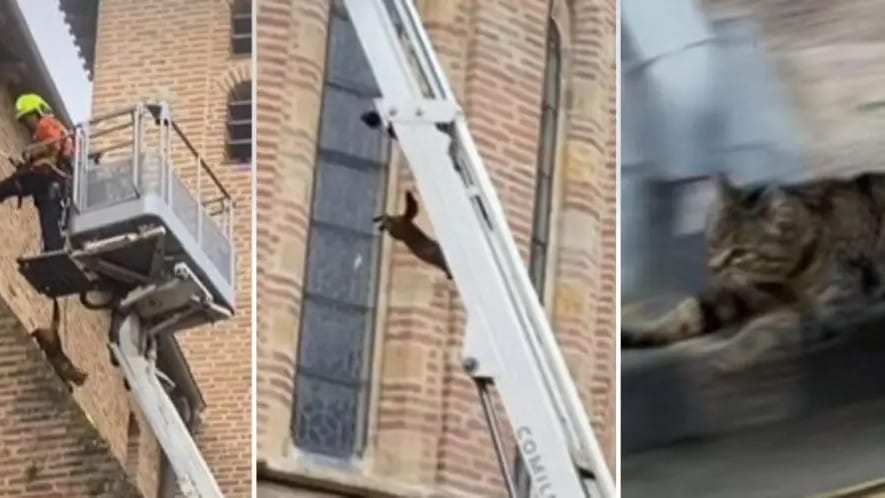 Tarn : coincé depuis 4 jours sur le toit d’une église, un chat finit par sauter dans le vide