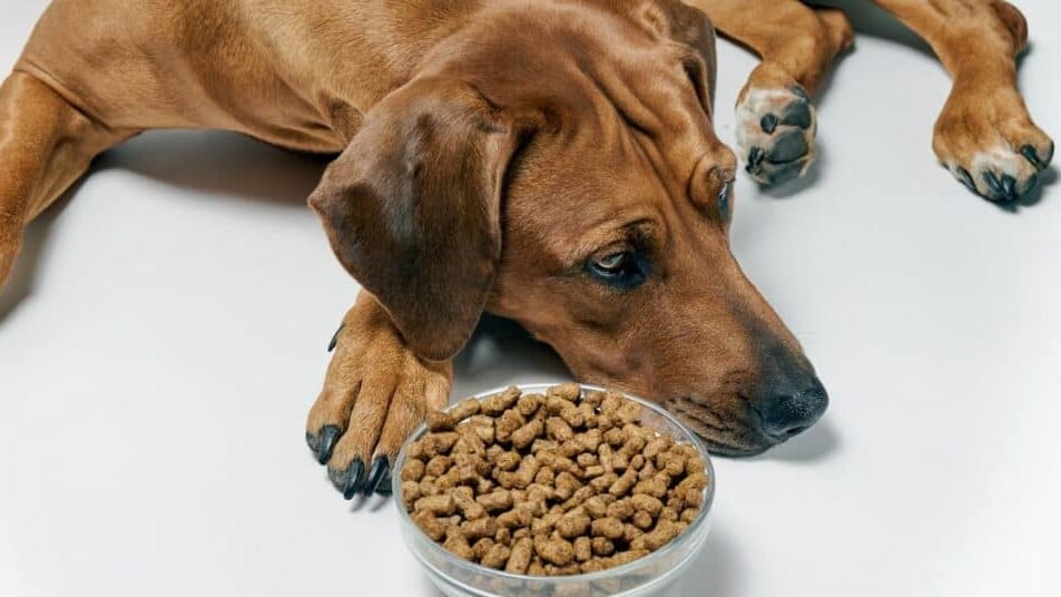 Conso : salmonelles dans des croquettes pour chiens et chats, un rappel massif effectué