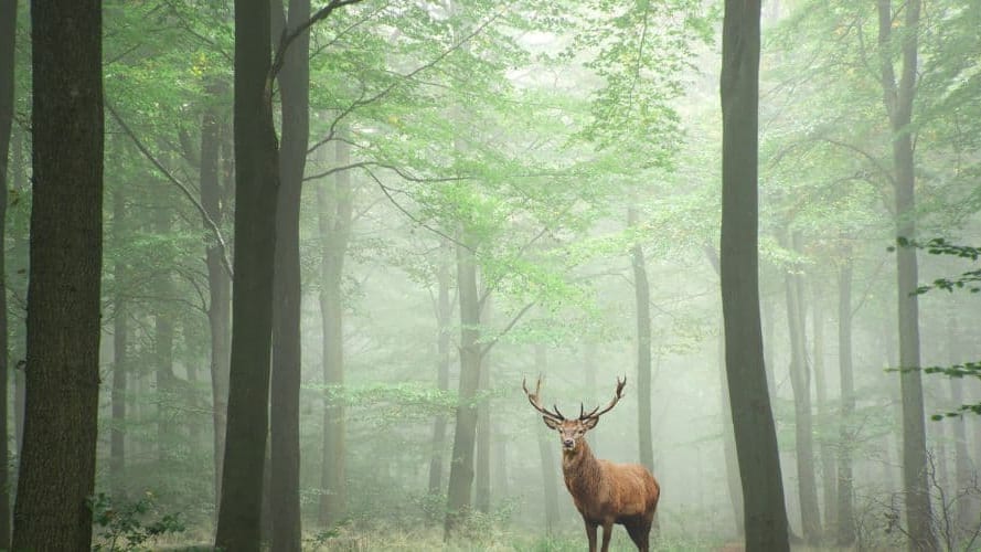 Animaux : des chasseurs abattent l’un des derniers grands cerfs de la forêt de Laigue