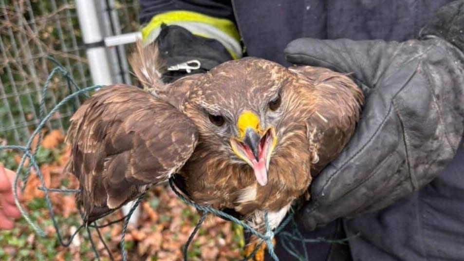 Montpellier : les sapeurs-pompiers secourent un rapace pris au piège dans un filet