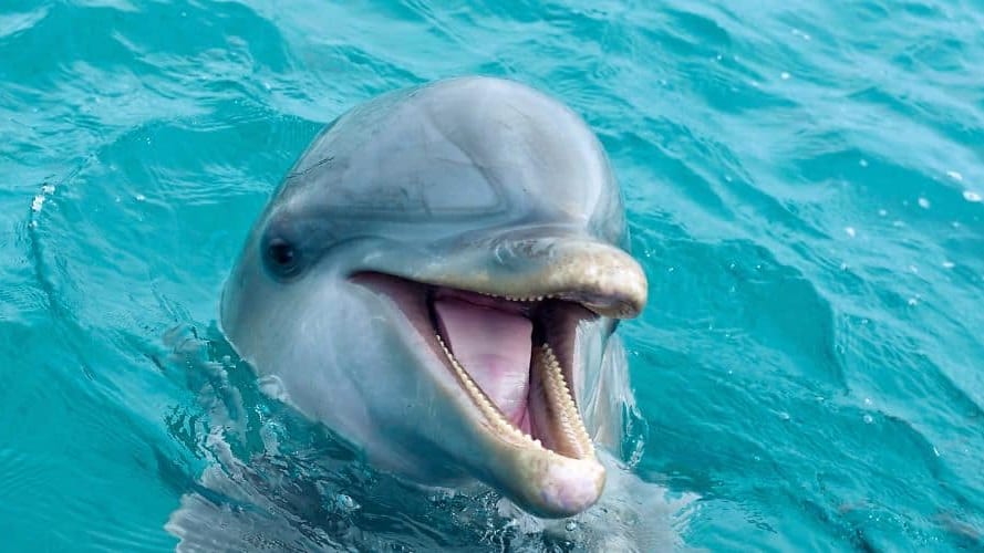 Animaux : après la fermeture de Marineland, un autre parc animalier dans le viseur de One Voice
