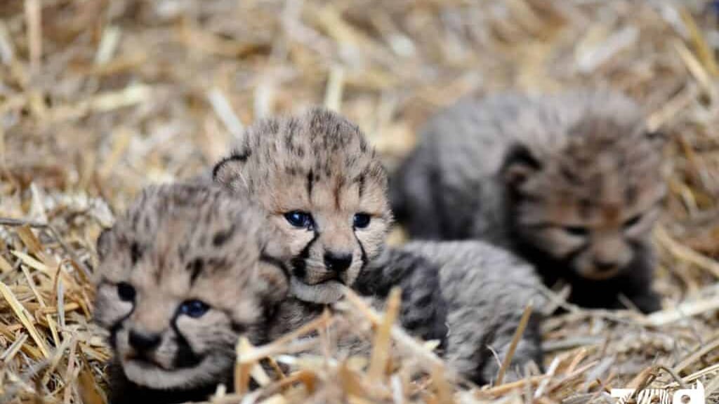 Hérault : trois bébés guépards sont nés au zoo de Montpellier