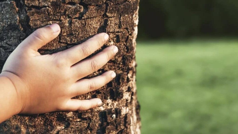 Toulouse : « 1 naissance 1 arbre », l’initiative écologique de la Ville