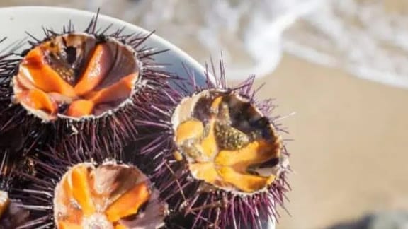 Hérault : les Oursinades de la Grande Motte sont ce week-end