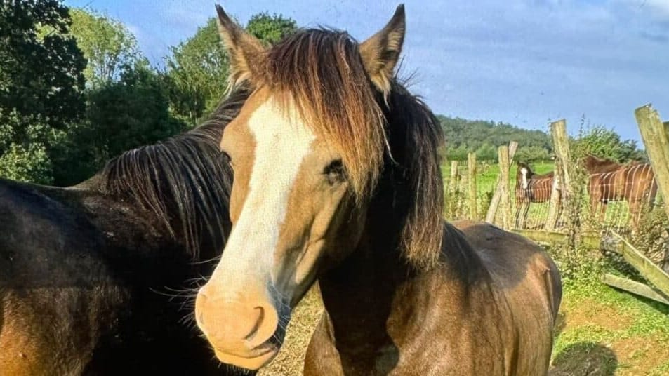 Hérault : animaux empoisonnés près du bassin de Thau, un collectif alerte