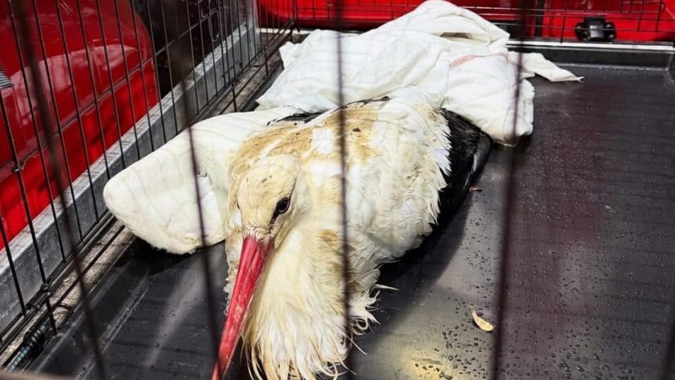 Hérault : une cigogne blessée secourue par les sapeurs-pompiers