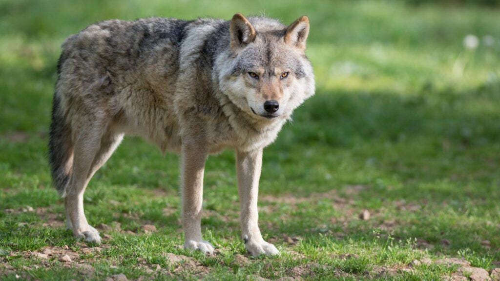 Lozère : un loup abattu sur le Causse Méjean