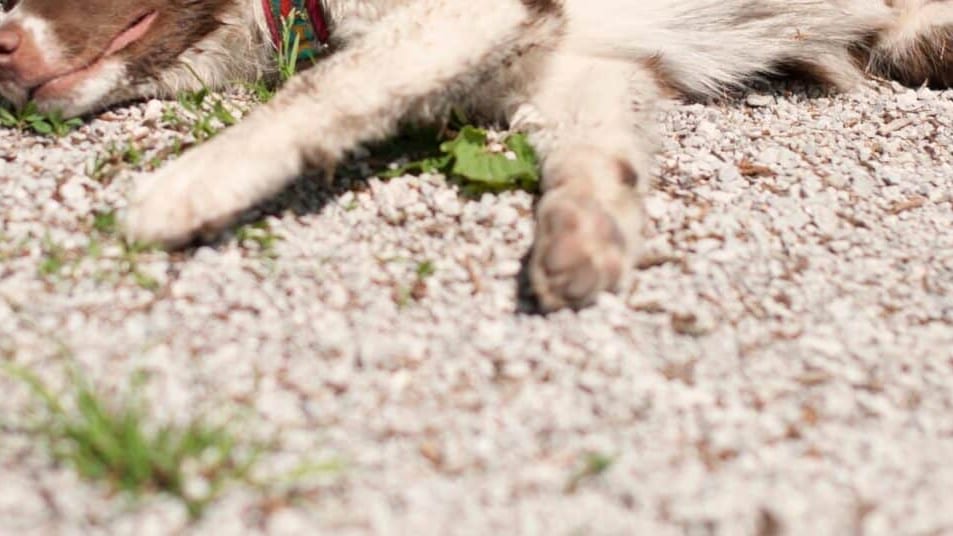 Montpellier : chiots morts découverts dans la garrigue, un homme de 71 ans jugé puis relaxé