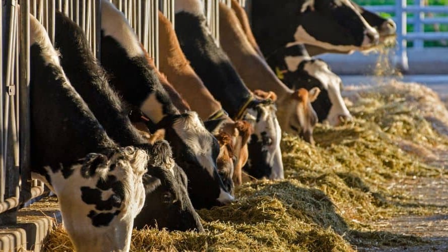 Haute-Garonne : un homme de 88 ans meurt heurté par le sabot d’une vache
