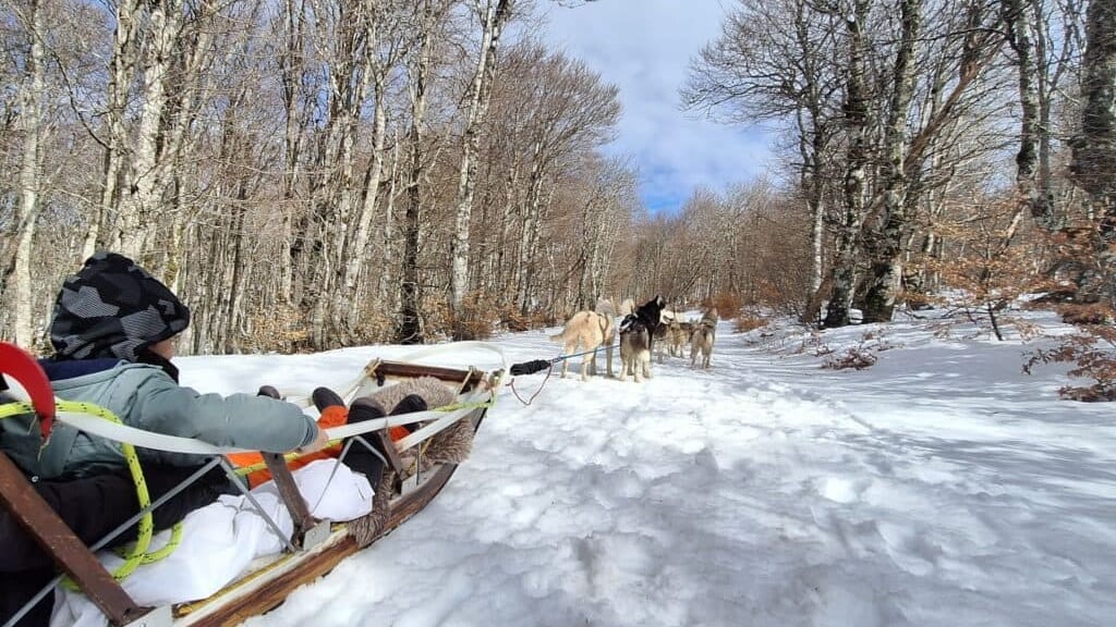 Gard : baptême en traîneau à chiens à la station Alti Aigoual