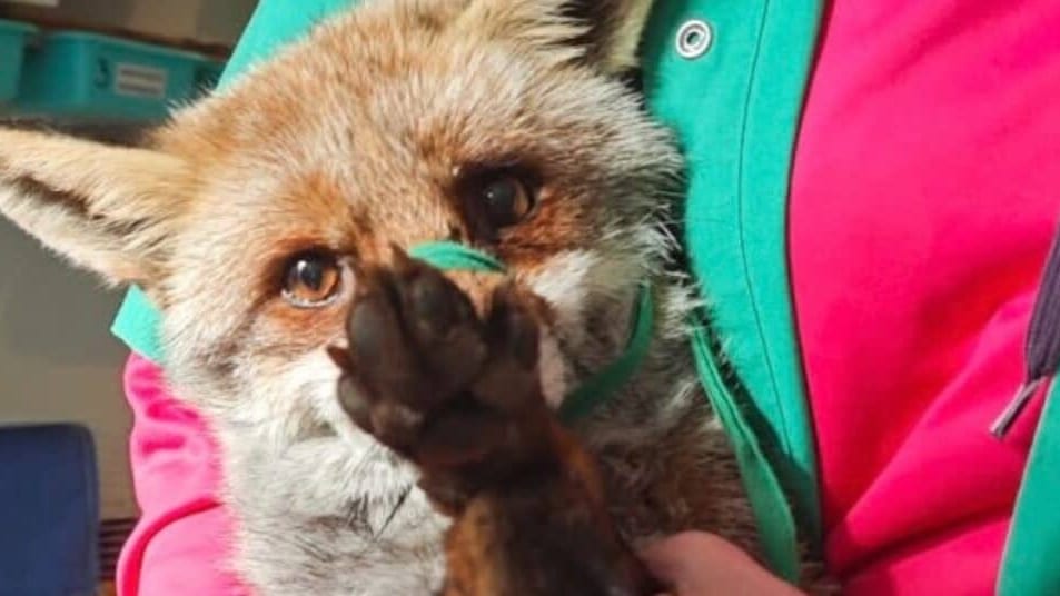 Hérault : Goupil, une association au chevet de la faune sauvage et d’une biodiversité en péril